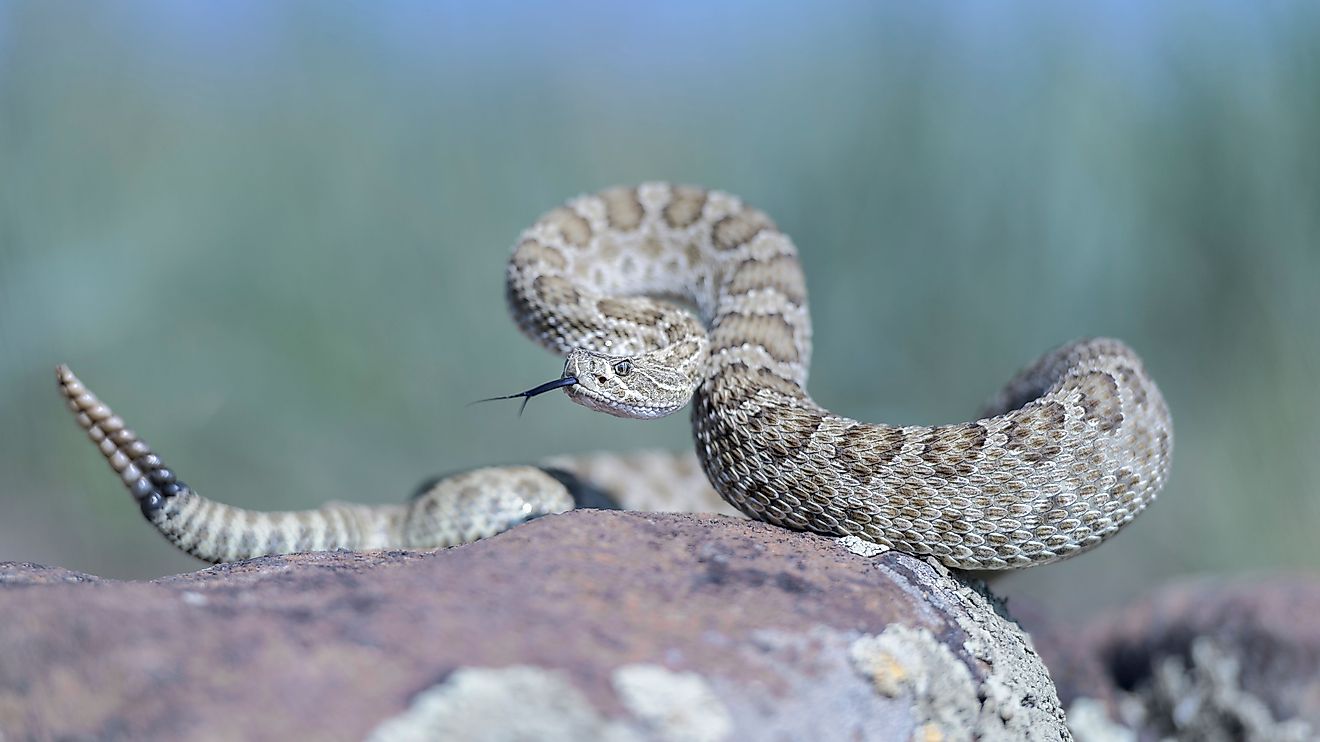 8 Most Rattlesnake Infested Areas in Kansas
