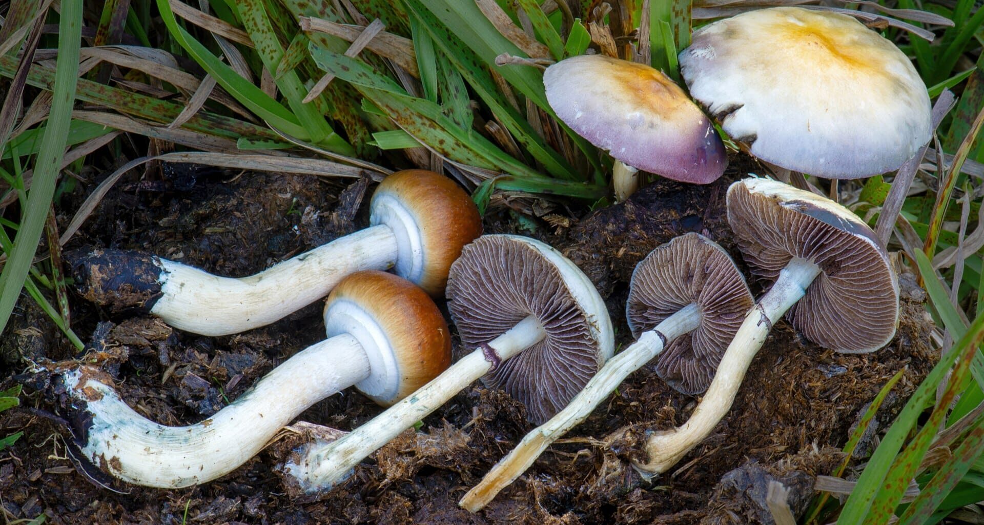 Psilocybe cubensis, magic mushrooms