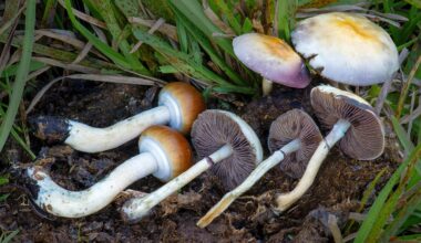 Psilocybe cubensis, magic mushrooms
