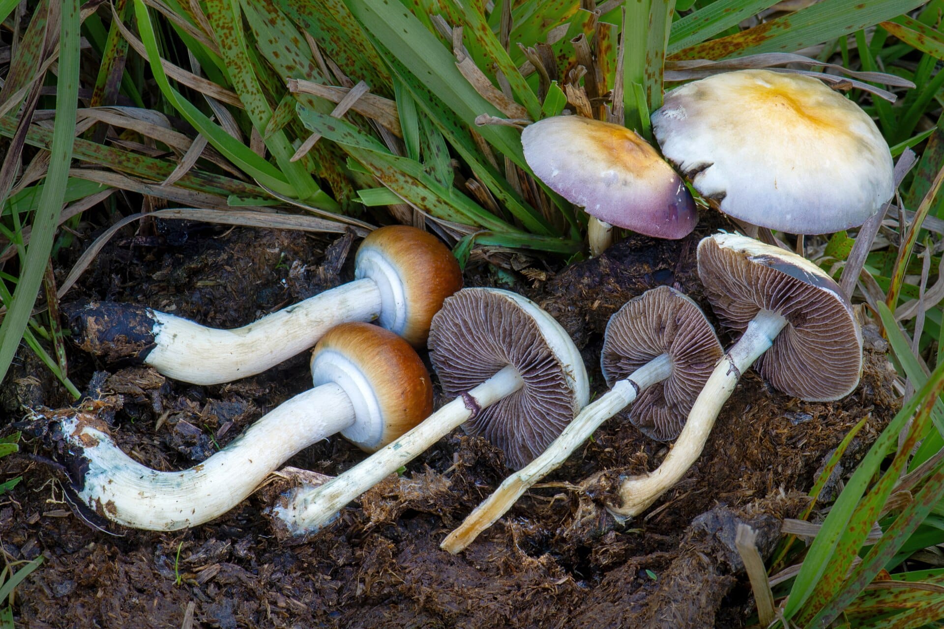 Psilocybe cubensis, magic mushrooms