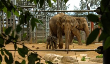 Revive the Jane Goodall Act and end elephant captivity in Canada