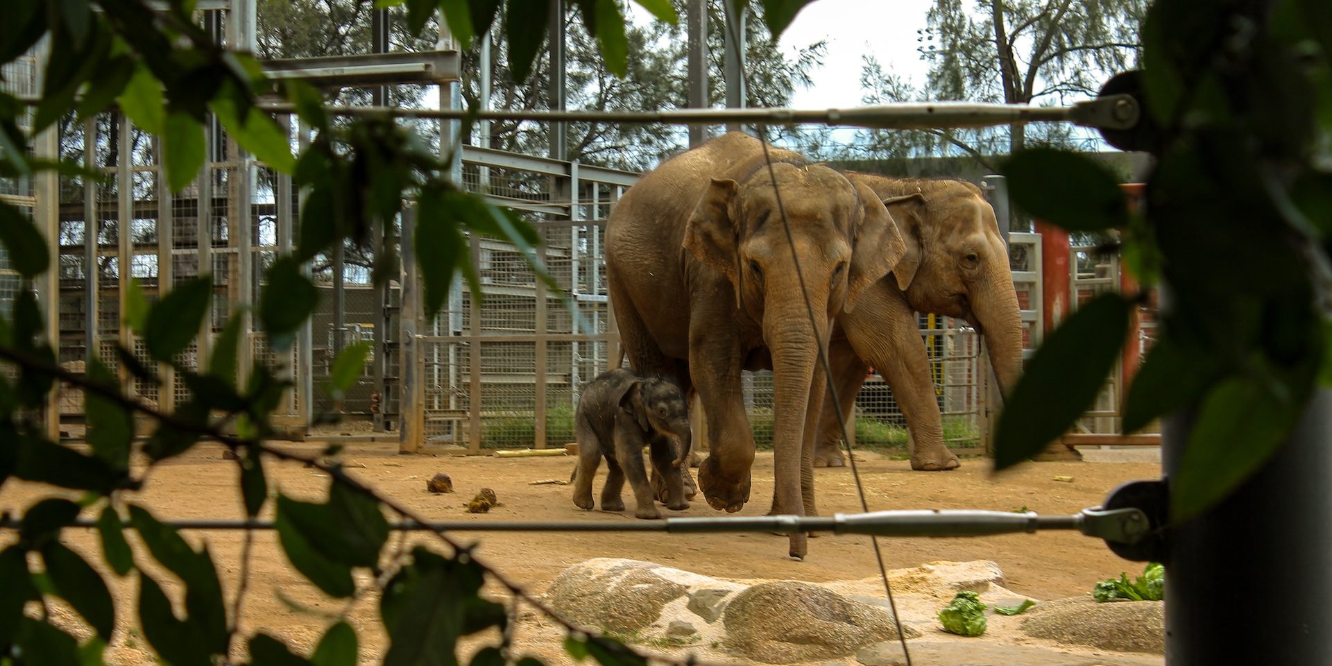 Revive the Jane Goodall Act and end elephant captivity in Canada