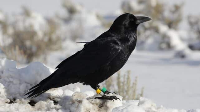 Raven With Gps Backpack 642x361