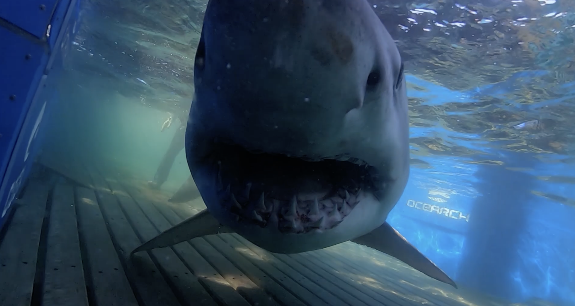 White shark 'Breton' pings 250 miles off coast of Georgia