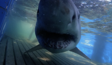 White shark 'Breton' pings 250 miles off coast of Georgia