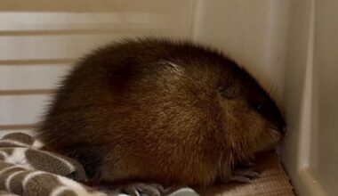 Muskrat rescued from Moose Jaw street puts spotlight on wildlife volunteers in Moose Jaw - DiscoverMooseJaw.com