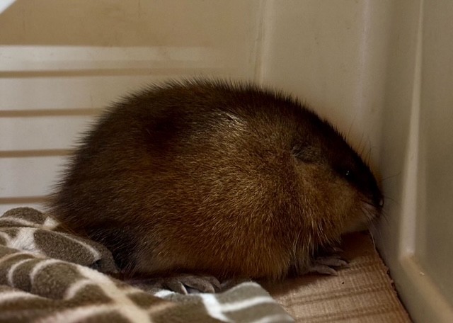 Muskrat rescued from Moose Jaw street puts spotlight on wildlife volunteers in Moose Jaw - DiscoverMooseJaw.com