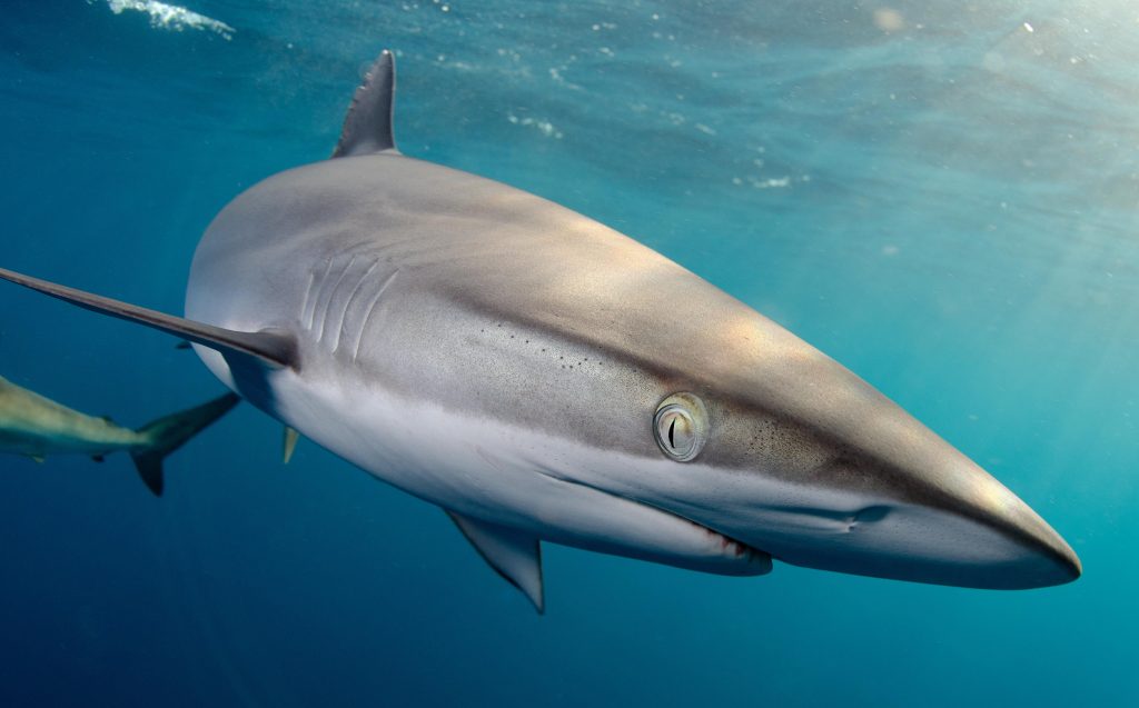 The promotional image of a shark for the National Geographic Live show "Jess Cramp: The Untold Story of Sharks." It is premiering in Calgary from March 8-9, 2026