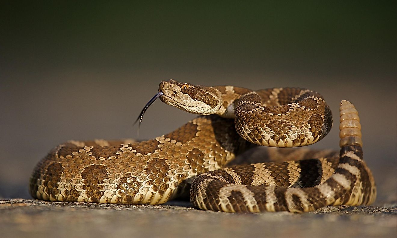 4 Rattlesnake Hotspots In Washington