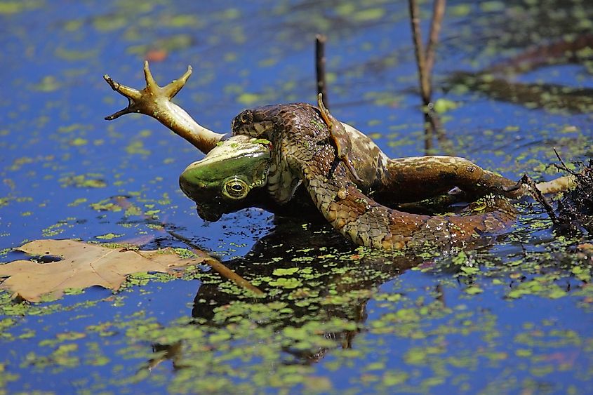 A northern water snake eats a frog.