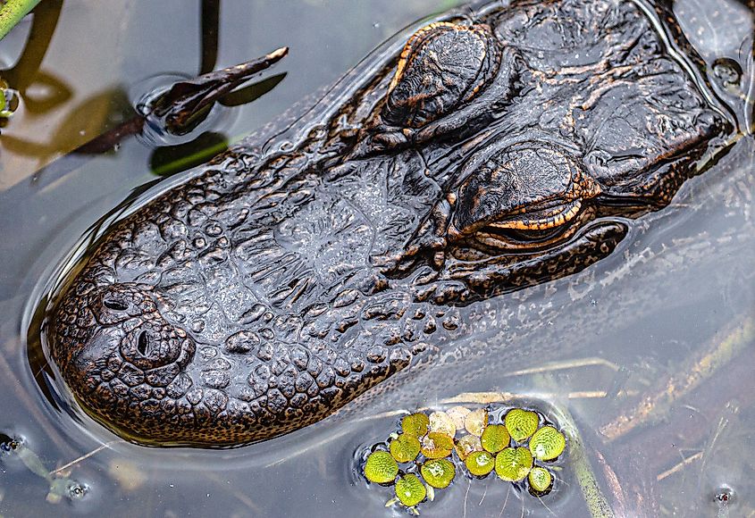 Alligator in Lake Seminole in Florida.