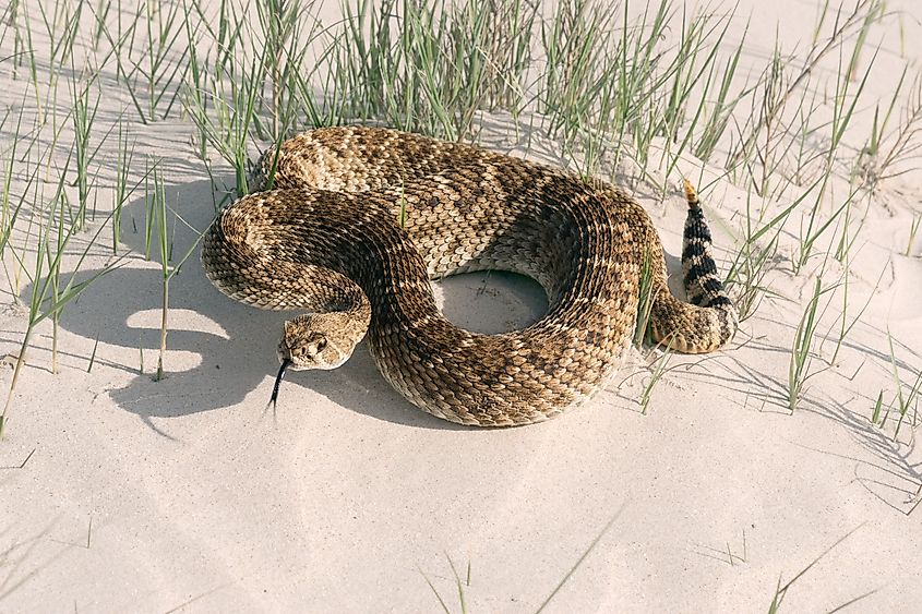 A prairie rattlesnake on the sand. 