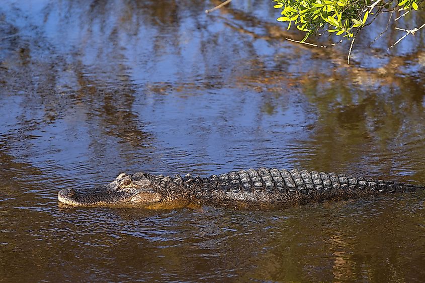 Georgia Alligator close to Driftwood Beach in Jekyll Island.