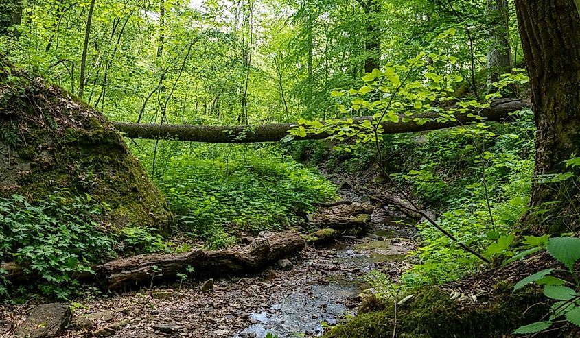 Hiking through lush forest of Salt Fork State Park.