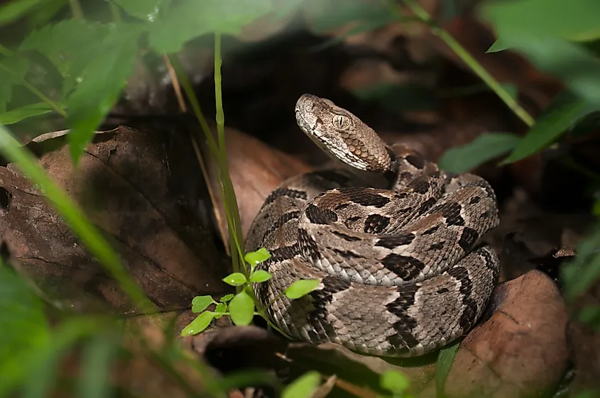 A juvenile timber rattlesnake coiled up on a dead leaf.