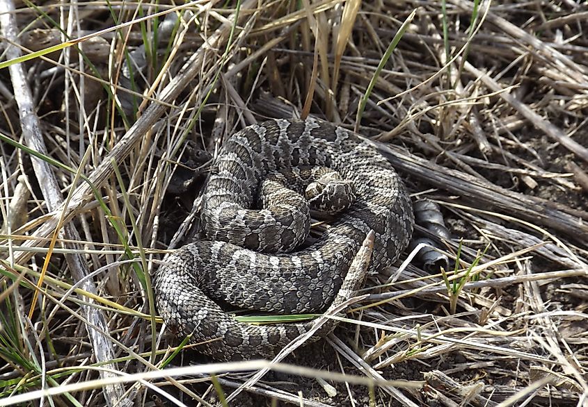 A western massasauga rattlesnake in a heap of twigs.