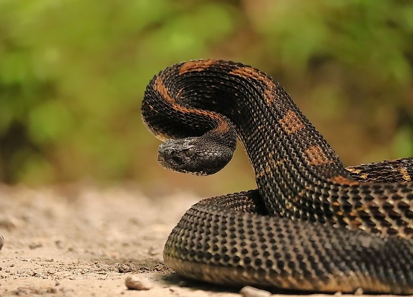 A timber rattlesnake.