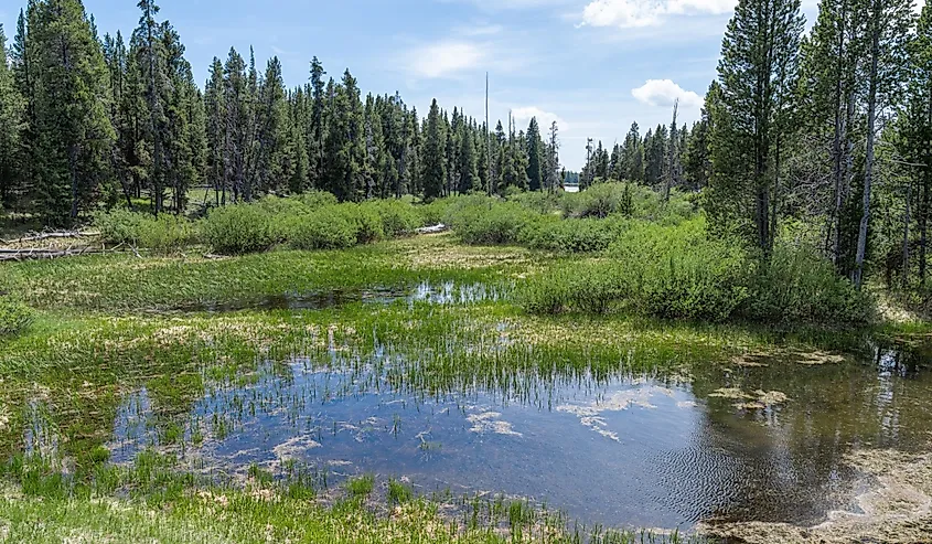 Wetlands around the Yellowstone River