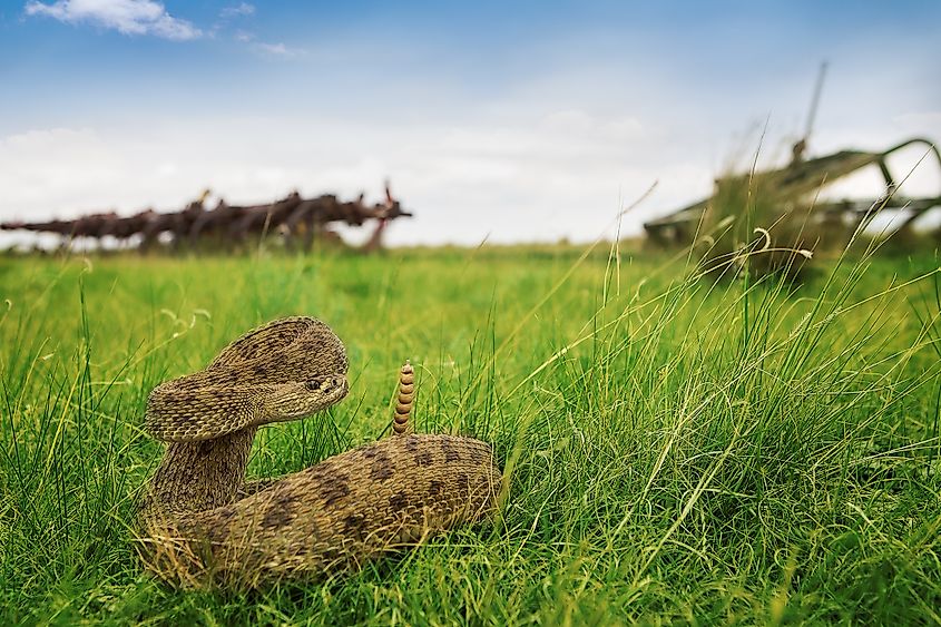 A prairier rattlesnake in a striking pose in the grass.