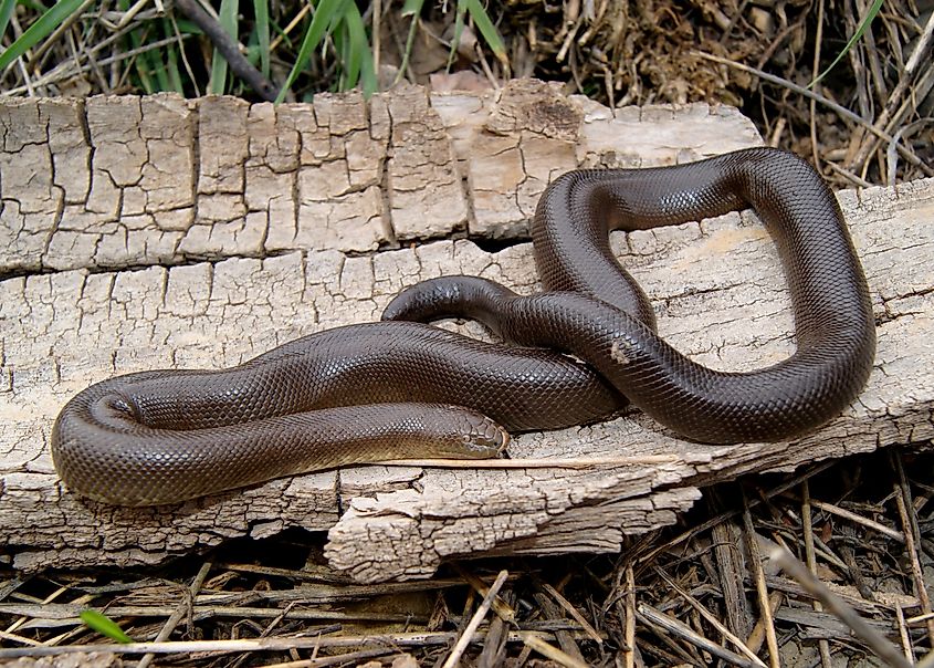 Rubber boa coiled on a weathered dead log
