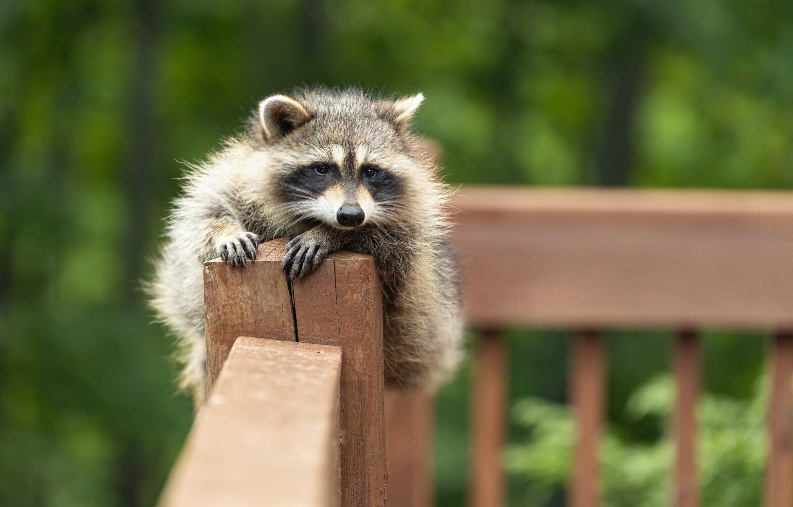Why Raccoon Curiosity Helps Wildlife Thrive In Cities – One Green Planet