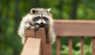 Why Raccoon Curiosity Helps Wildlife Thrive In Cities – One Green Planet