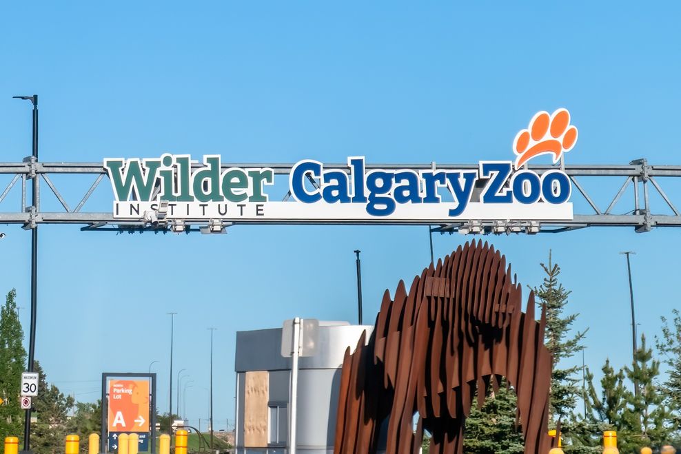 calgary zoo cubs