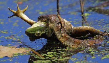 5 Snake-Filled Waters In Maine