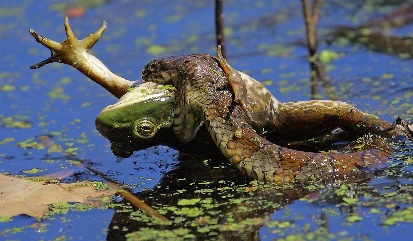 5 Snake-Filled Waters In Maine