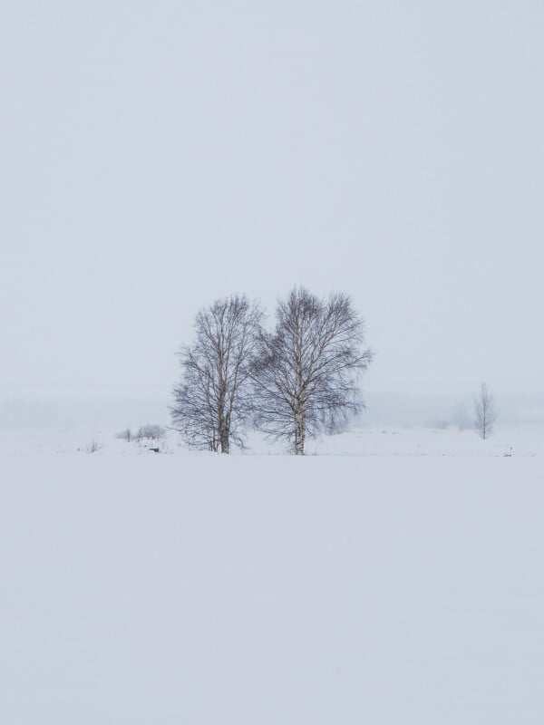 Two leafless trees stand together in the middle of a vast, snow-covered field under a pale, overcast sky. A third, smaller tree appears in the distant background, adding depth to the wintry scene.