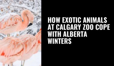 How exotic animals at Calgary Zoo cope with Alberta winters