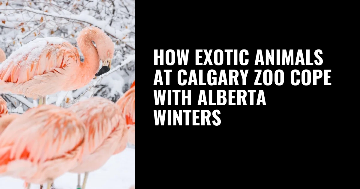 How exotic animals at Calgary Zoo cope with Alberta winters