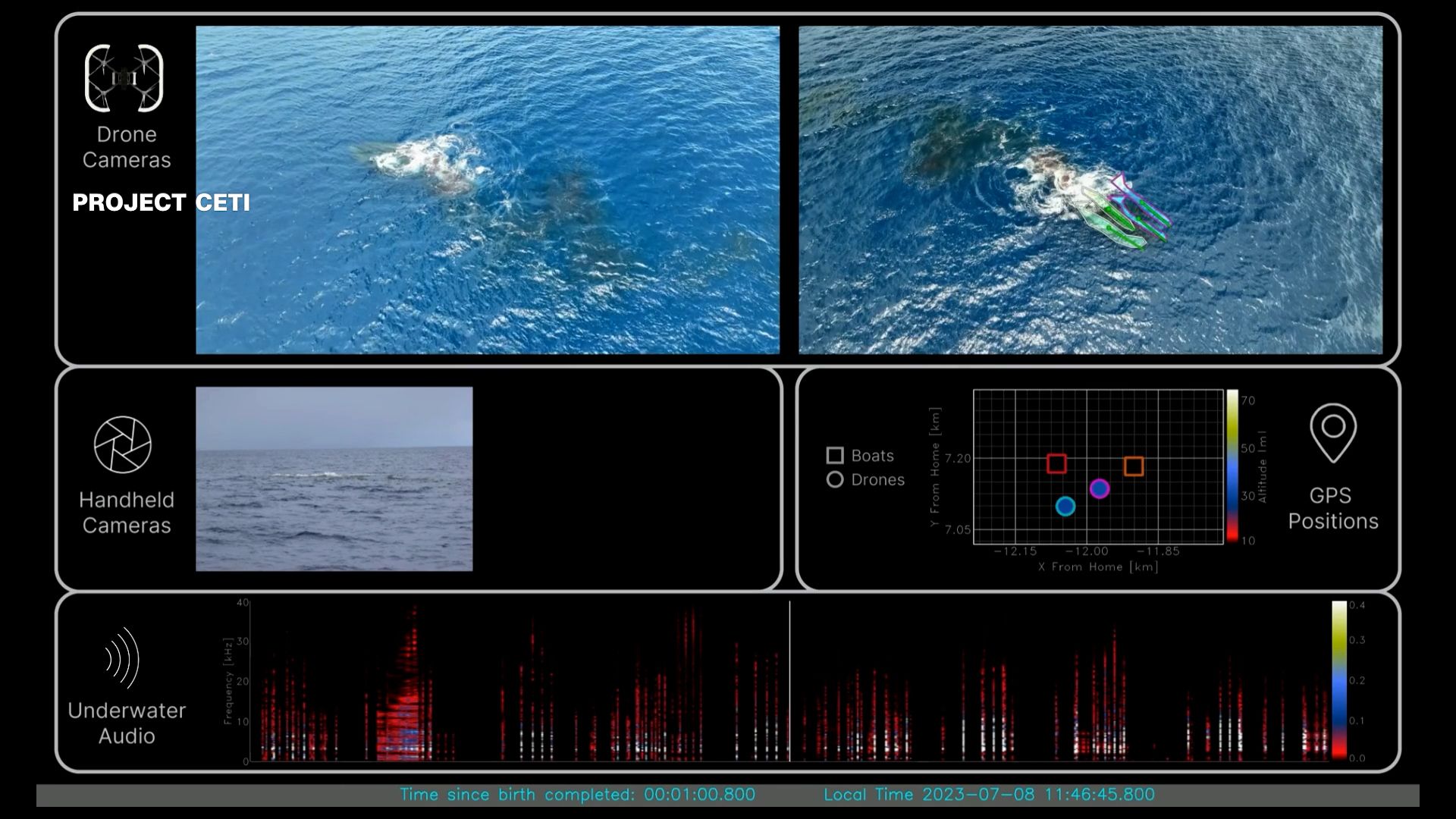 Sperm whale birth LOOP 2 THUMB.jpg