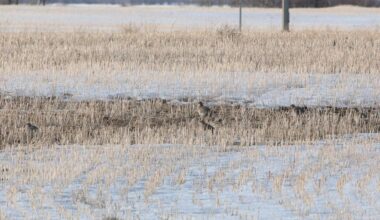 Birds sit in the tall grass in early spring, where patches of dirt and snow are both still visible on the ground.