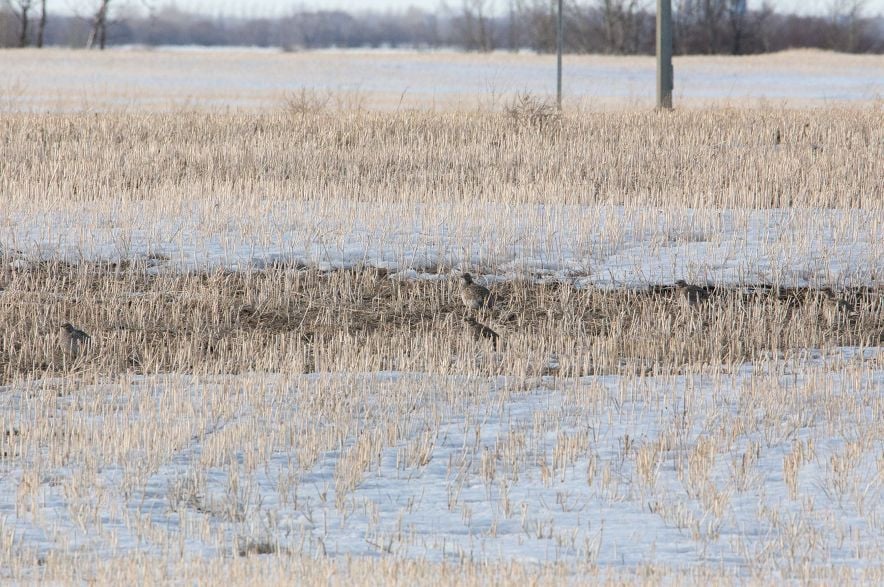 Birds sit in the tall grass in early spring, where patches of dirt and snow are both still visible on the ground.