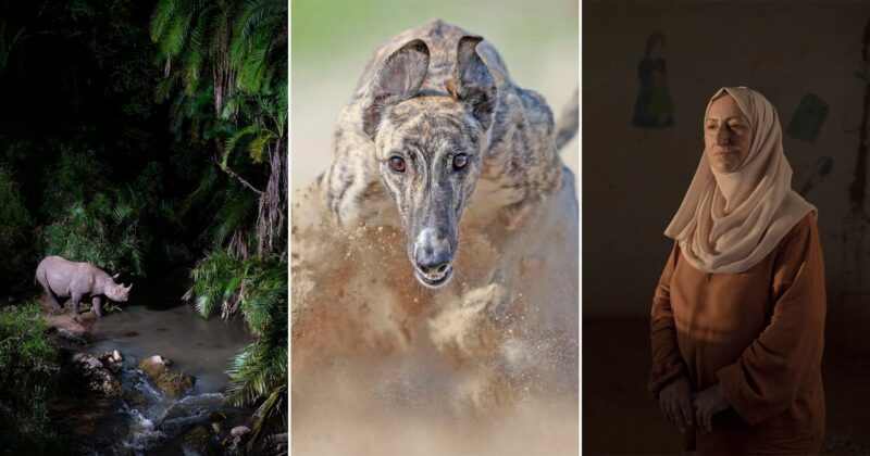 A collage with three images: a rhinoceros by a forest stream, a close-up of a greyhound running through sand, and a woman in a hijab standing indoors with soft light on her face.