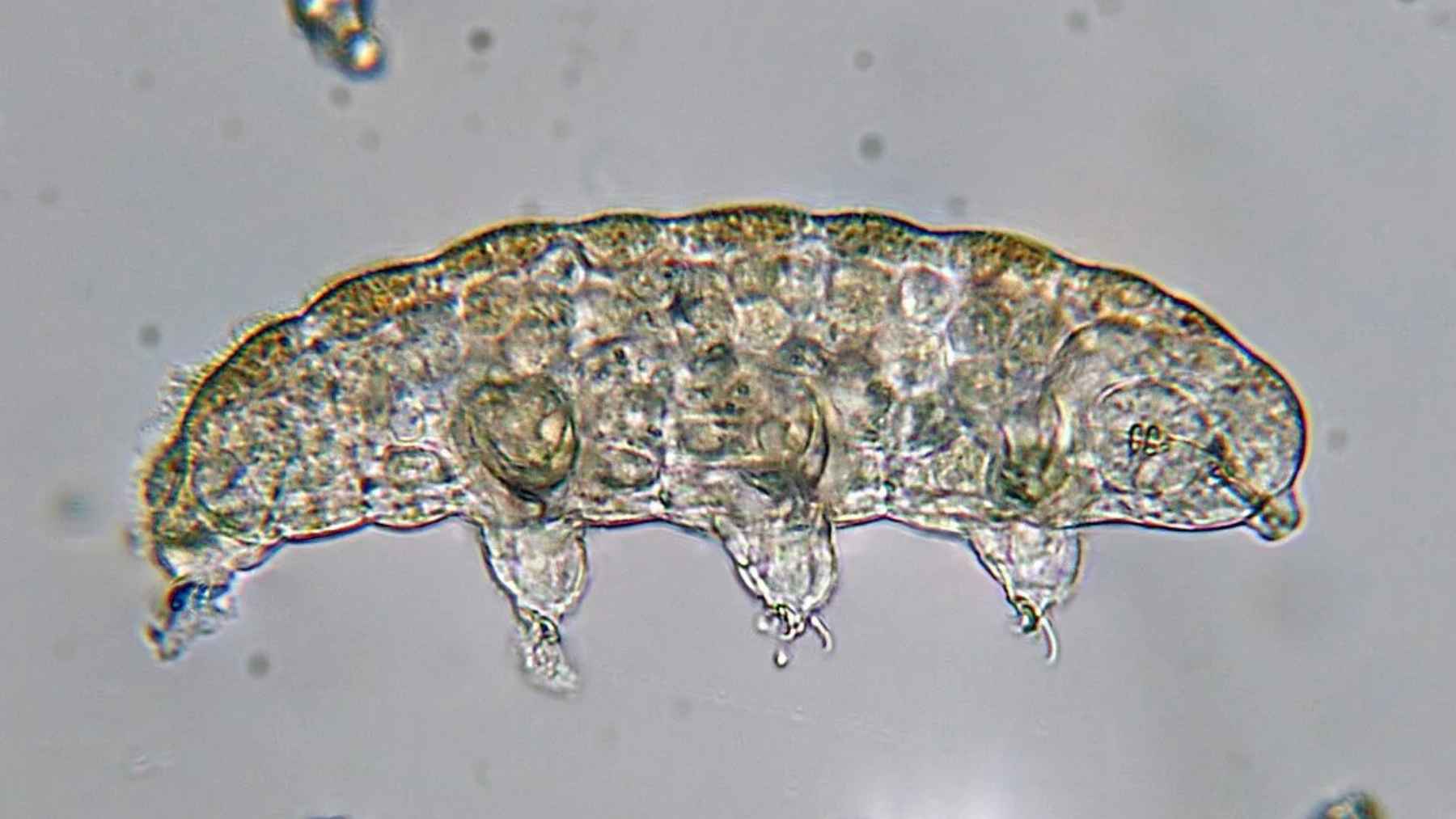 Microscopic view of a tardigrade, also known as a water bear, the tiny extremophile animal scientists say could be the last survivor on Earth.