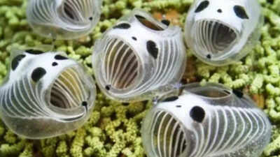 ‘Underwater Panda’ discovered near Japan: Tiny 1-inch translucent marine species found 20 meters deep under sea