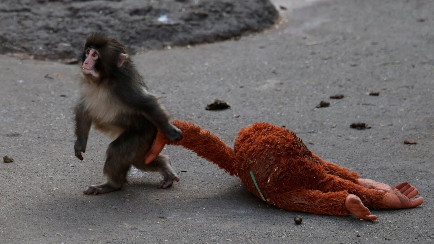 TikTok loves the Japanese baby monkey Punch. Will he be okay? : Short Wave : NPR