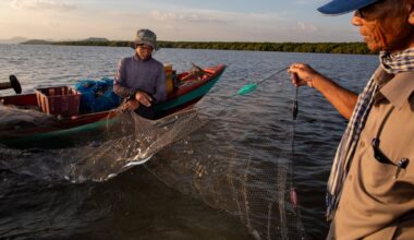 How mangroves saved a Cambodian fishery : NPR