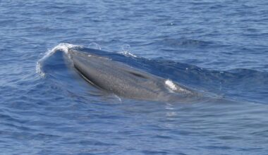 The rare Rice's whale at risk from Trump plans for more Gulf drilling