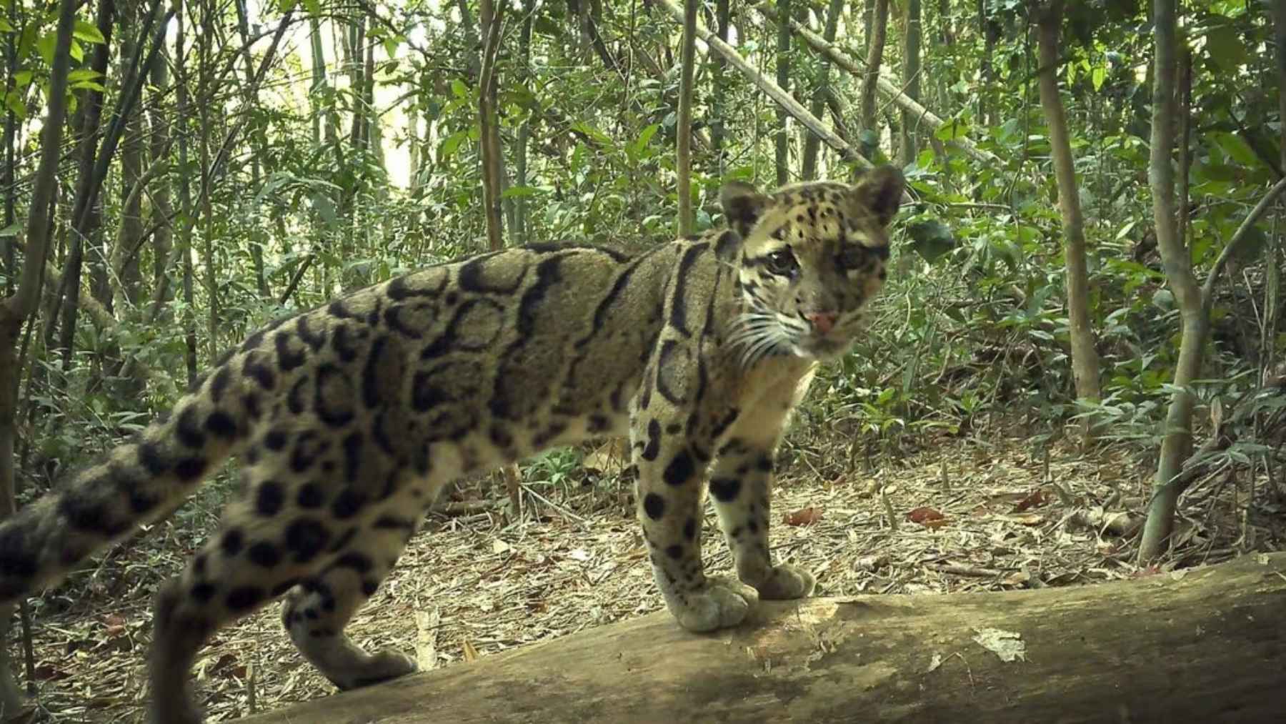 Camera trap photo of a clouded leopard in Virachey National Park, Cambodia, moving through dense forest.