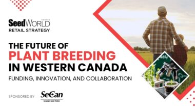 Canada’s Wheat Breeding System Cannot Stay Status Quo, Leaders Warn in New Webinar