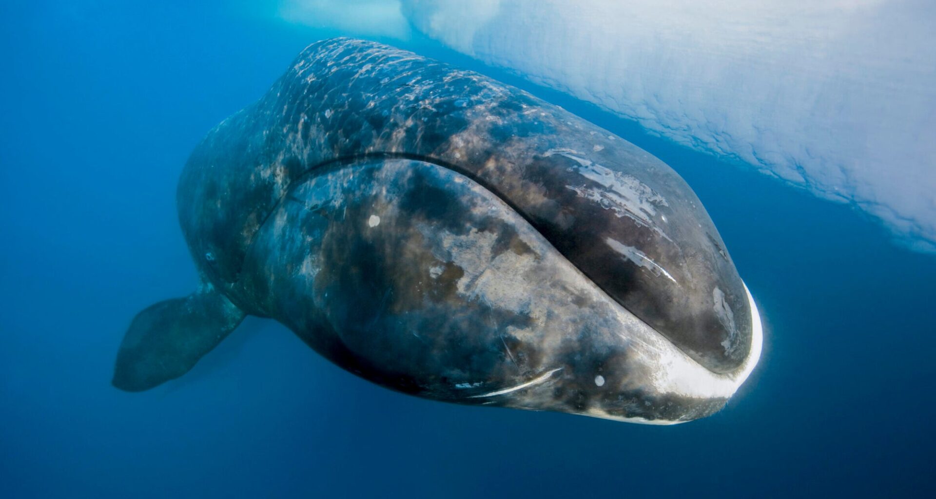 Bowhead whales may hold the key to humans living up to 200 years