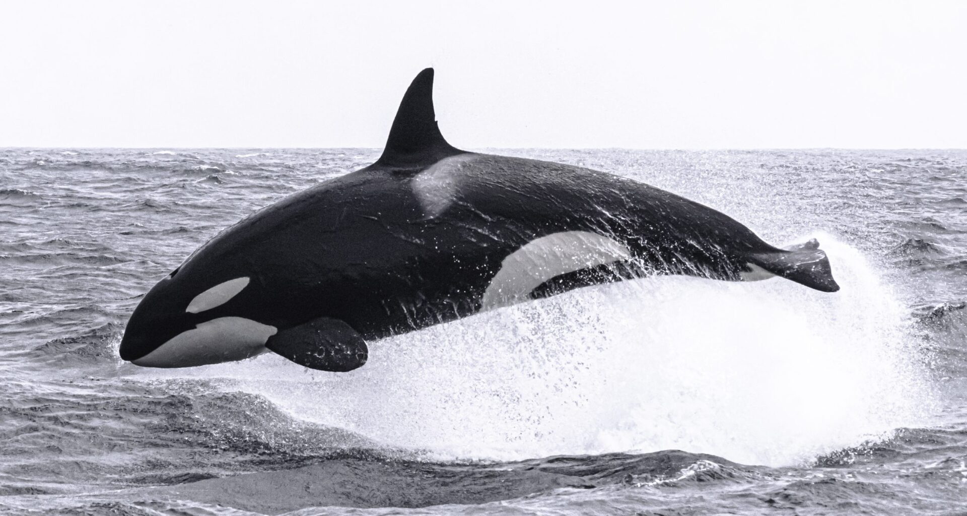 Mystery killer whales spotted in Vancouver Harbour traced back to Alaska