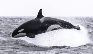 Mystery killer whales spotted in Vancouver Harbour traced back to Alaska
