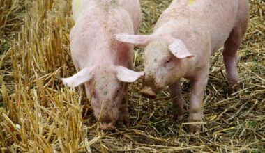 Unexplained swine flu infection triggers investigation