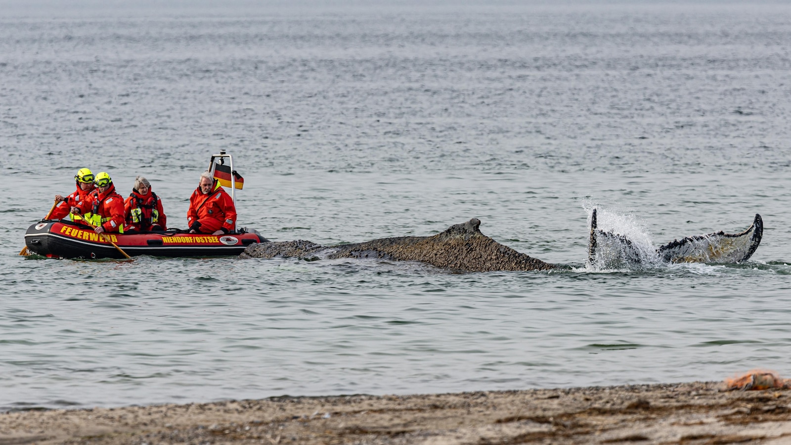 Rescuers try to refloat a stranded humpback whale in Germany’s Baltic Sea