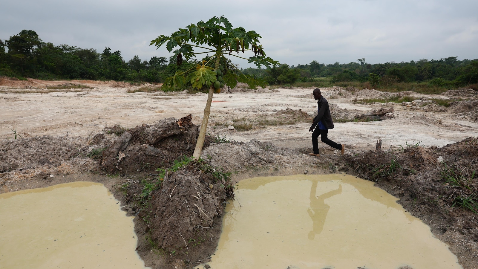 Cocoa beans rot and West African farmers seek other options after commodity crash