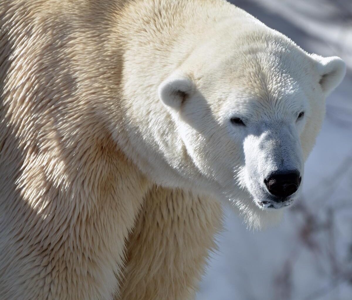 Welcoming Polar Bear 'Yellé' to Wild Canada